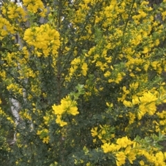 Genista monspessulana at Bruce, ACT - 16 Sep 2022