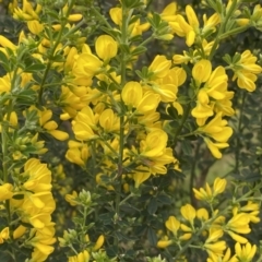 Genista monspessulana at Bruce, ACT - 16 Sep 2022 12:41 PM