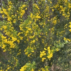 Genista monspessulana at Bruce, ACT - 16 Sep 2022 12:41 PM