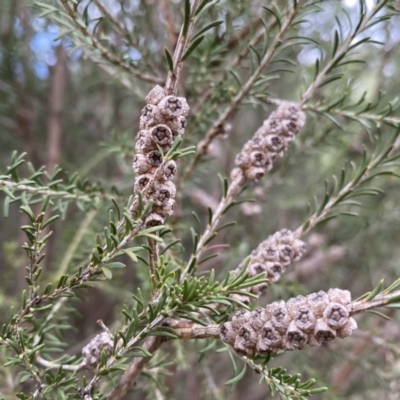 Melaleuca parvistaminea (Small-flowered Honey-myrtle) at Bruce, ACT - 16 Sep 2022 by SteveBorkowskis