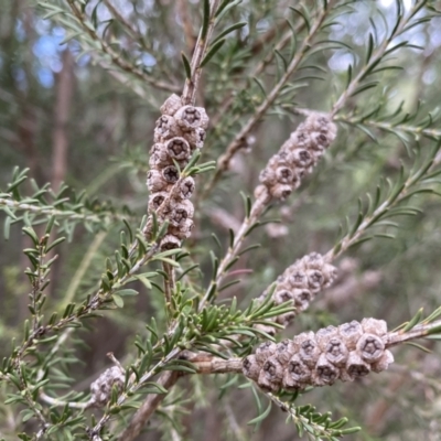 Melaleuca parvistaminea (Small-flowered Honey-myrtle) at Bruce, ACT - 16 Sep 2022 by Steve_Bok