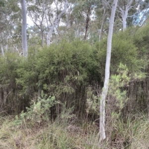 Melaleuca parvistaminea at Bruce, ACT - 16 Sep 2022