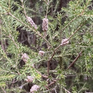 Melaleuca parvistaminea at Bruce, ACT - 16 Sep 2022 12:26 PM