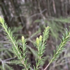 Melaleuca parvistaminea at Bruce, ACT - 16 Sep 2022 12:26 PM