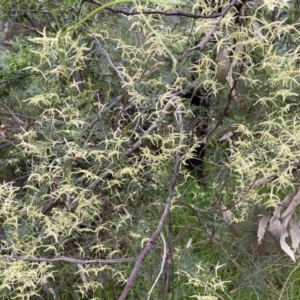 Clematis leptophylla at Bruce, ACT - 16 Sep 2022