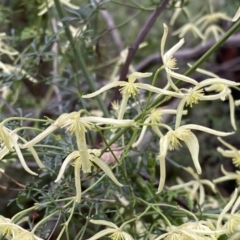 Clematis leptophylla at Bruce, ACT - 16 Sep 2022 12:44 PM