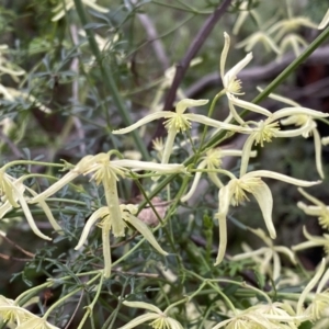 Clematis leptophylla at Bruce, ACT - 16 Sep 2022