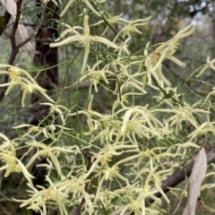 Clematis leptophylla at Bruce, ACT - 16 Sep 2022