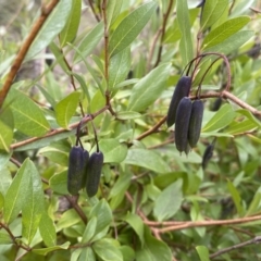 Billardiera heterophylla (Western Australian Bluebell Creeper) at Bruce Ridge to Gossan Hill - 16 Sep 2022 by Steve_Bok