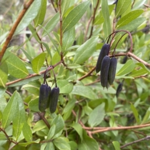 Billardiera heterophylla at Bruce, ACT - 16 Sep 2022