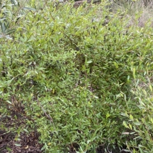 Billardiera heterophylla at Bruce, ACT - 16 Sep 2022 12:30 PM