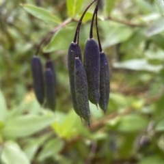 Billardiera heterophylla at Bruce, ACT - 16 Sep 2022