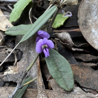 Hovea heterophylla (Common Hovea) at Bruce, ACT - 16 Sep 2022 by SteveBorkowskis