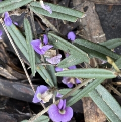 Hovea heterophylla at Bruce, ACT - 16 Sep 2022