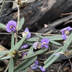 Hovea heterophylla at Bruce, ACT - 16 Sep 2022