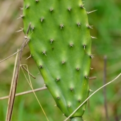 Opuntia sp. (Prickly Pear) at Lake Ginninderra - 21 Sep 2022 by Thurstan