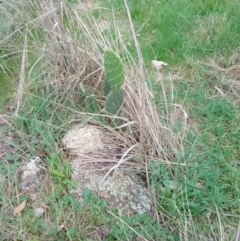 Opuntia sp. at Belconnen, ACT - 21 Sep 2022