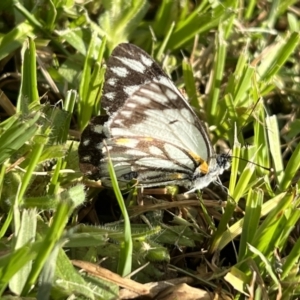 Belenois java at Murrumbateman, NSW - 16 Sep 2022 04:08 PM