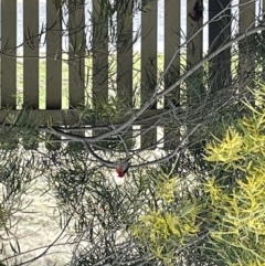 Myzomela sanguinolenta (Scarlet Honeyeater) at QPRC LGA - 16 Sep 2022 by KatieAsplin