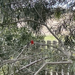 Myzomela sanguinolenta at Bungendore, NSW - 16 Sep 2022 04:23 PM