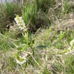 Melilotus albus (Bokhara) at Bruce, ACT - 16 Sep 2022 by Steve_Bok