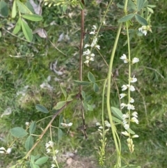 Melilotus albus at Bruce, ACT - 16 Sep 2022