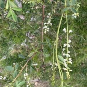 Melilotus albus at Bruce, ACT - 16 Sep 2022