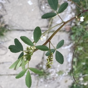 Melilotus albus at Bruce, ACT - 16 Sep 2022