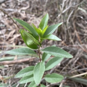 Billardiera heterophylla at Bruce, ACT - 16 Sep 2022 12:39 PM