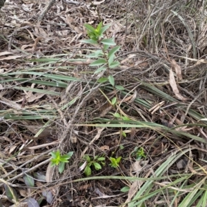 Billardiera heterophylla at Bruce, ACT - 16 Sep 2022