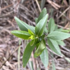 Billardiera heterophylla at Bruce, ACT - 16 Sep 2022