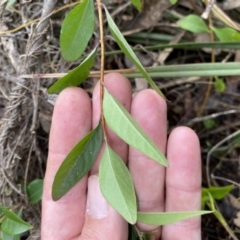 Billardiera heterophylla at Bruce, ACT - 16 Sep 2022