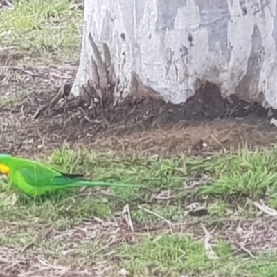 Polytelis swainsonii (Superb Parrot) at Watson, ACT - 16 Sep 2022 by MAX