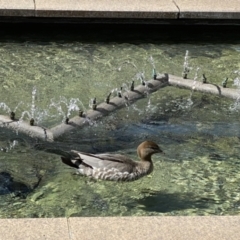 Chenonetta jubata (Australian Wood Duck) at Lake Burley Griffin Central/East - 16 Sep 2022 by Priscilla