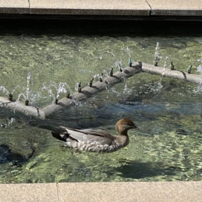 Chenonetta jubata (Australian Wood Duck) at Kingston, ACT - 16 Sep 2022 by Priscilla