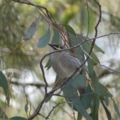 Caligavis chrysops (Yellow-faced Honeyeater) at Bruce, ACT - 16 Sep 2022 by SteveBorkowskis