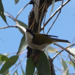 Melithreptus lunatus (White-naped Honeyeater) at Bruce Ridge to Gossan Hill - 16 Sep 2022 by Steve_Bok