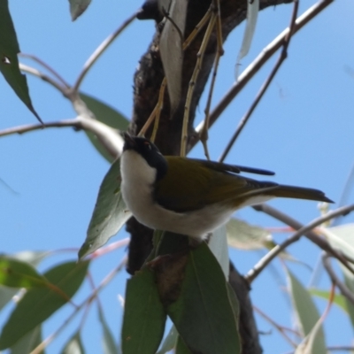 Melithreptus lunatus (White-naped Honeyeater) at Bruce, ACT - 16 Sep 2022 by Steve_Bok