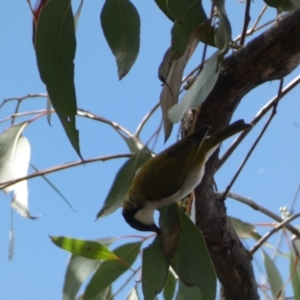 Melithreptus lunatus at Bruce, ACT - 16 Sep 2022