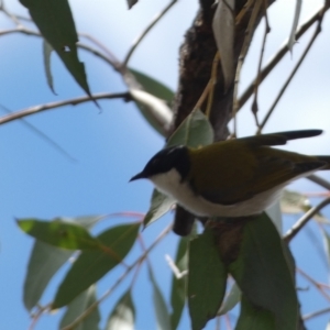 Melithreptus lunatus at Bruce, ACT - 16 Sep 2022