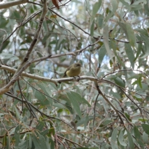 Acanthiza reguloides at Bruce, ACT - 16 Sep 2022