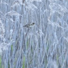 Acrocephalus australis (Australian Reed-Warbler) at Tallong, NSW - 1 Oct 2020 by Aussiegall