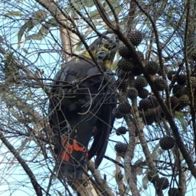 Calyptorhynchus lathami lathami (Glossy Black-Cockatoo) at Mount Majura - 16 Sep 2022 by UserYYUcWrIf