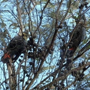 Calyptorhynchus lathami lathami at Hackett, ACT - suppressed