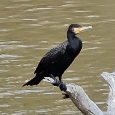 Phalacrocorax carbo (Great Cormorant) at GG123 - 17 Sep 2022 by Mike