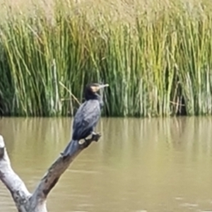 Phalacrocorax carbo at O'Malley, ACT - 17 Sep 2022 10:10 AM