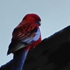 Platycercus elegans (Crimson Rosella) at Mount Mugga Mugga - 17 Sep 2022 by Mike