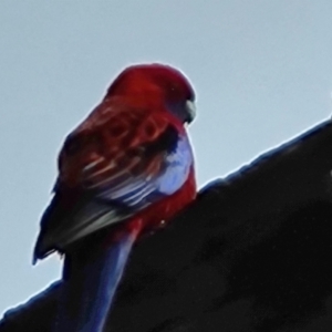 Platycercus elegans at O'Malley, ACT - 17 Sep 2022