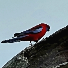 Platycercus elegans at O'Malley, ACT - 17 Sep 2022 10:14 AM