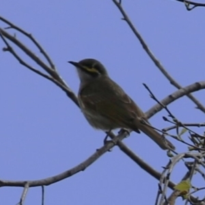 Caligavis chrysops at Greenway, ACT - 17 Sep 2022